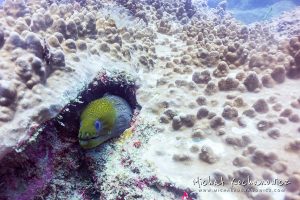 Moray eel on an underwater reef at Mauritius
