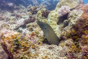 Moray eel on an underwater reef at Mauritius
