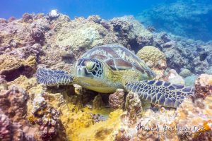 Tortoise on an underwater reef at Mauritius